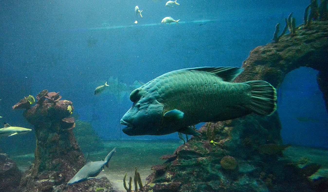 Zoo Wroclaw a Afrykárium