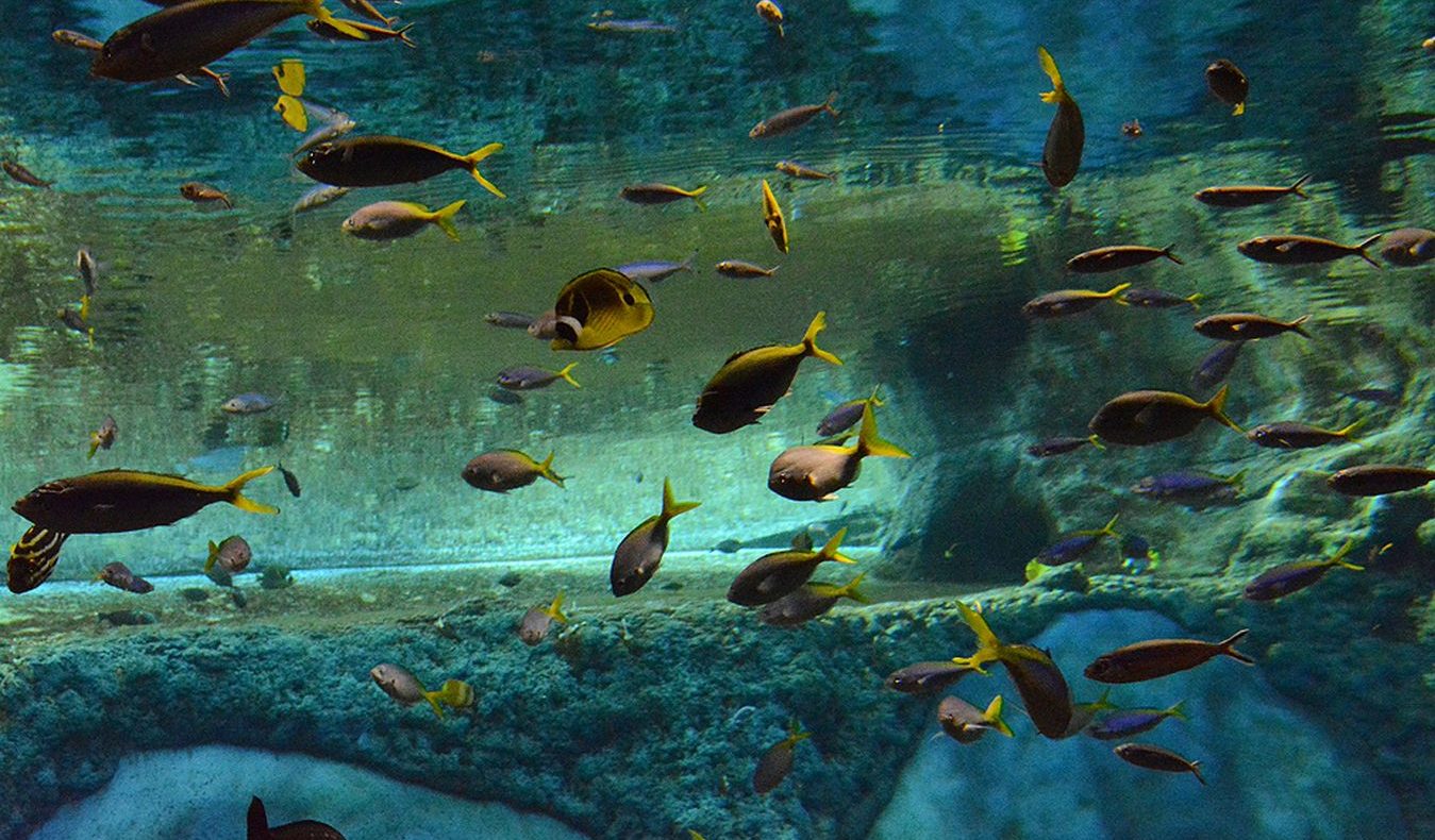 Zoo Wroclaw a Afrykárium